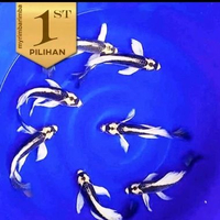 Paket Koloni (Isi10) Baby Koi Kabuto Platinum Slayer Ikan Hias Kolam Aquarium Aquascape -