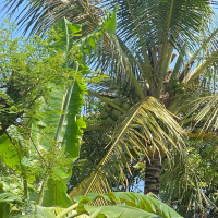 Degan (kelapa muda) segar  Mahal