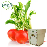 【iPlant】積木小農場-櫻桃蘿蔔(內含種子培養土肥料花盆)