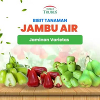 TRUBUS - TANAMAN BUAH JAMBU AIR CITRA / DALHARI / GREEN GIANT / KHIOJOK / MADU DELI Jambu Air Dalhar