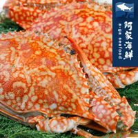 【阿家海鮮】鮮甜生凍佐渡母花蟹(250g-300g/隻)