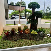 dekorasi taman minimalis Bonsai dolar micro