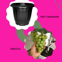 pot bunga uk 50 untuk anggur import hijau tamaki