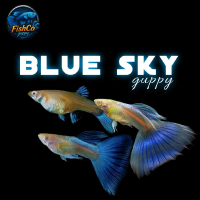 hiasan aquarium guppy sky blue terlaris Sepasang