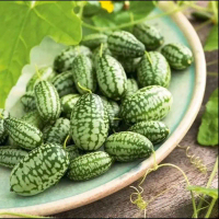 Benih buah cucamelon  Tanaman bibit