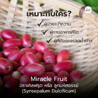 ลูกมหัศจรรย์ (มิราเคิล เบอร์รี่) | Miracle Fruit | Miraculina Miracle Berry (Synsepalum Dulcificum) 