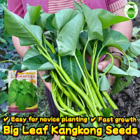 High Yield Big Leaf Water Spinach Seeds ผลผลิตสูง 150เมล็ด/ซอง ไผ่มรกต เมล็ดพันธุ์ Chinese Kangkong 