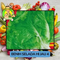 Jenis Benih Sayuran Selada Benih Sayuran Import Selada Hijau 4