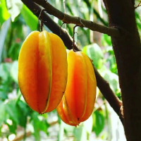 Bibit Buah Belimbing Madu Okulasi Siap Tanam