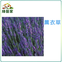 【綠藝家】大包裝K09.薰衣草種子2克(約1000顆)(狹葉)