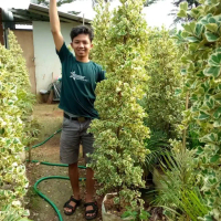 tanaman ficus beringin kupu2