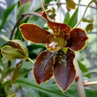 grammatophyllum martae remaja bibit bunga anggrek macan Tiger paws grama Paw Dikirim dengan pot dan 