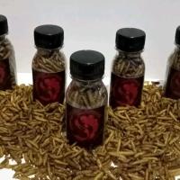 maggot kering botol, maggot kering kemasab ekonomis