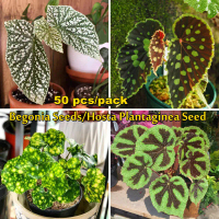 【100% Original】Rare Mixcolor Begonia Seeds for Planting (50 Seeds Per Pack) Hosta Plantaginea Flower