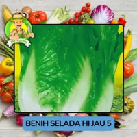 Jenis Benih Sayuran Selada Benih Sayuran Import Selada Hijau 5