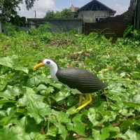 Manekin Patung Mainan Alat Pikat Burung Ruak Ruak Kareo Sawah Model 2 - Decoy Jontrot Kareo Ruak rua