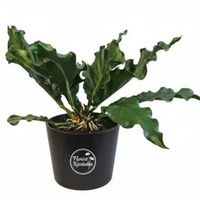 Tanaman Hias Gelombang Cinta