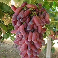Bibit Anggur Import Manicur Finger Kualitas Super