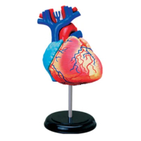31 Parts 4D MASTER Assembled Human Heart Anatomy Model Surgery Medical Teaching