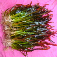 Valisneria gigantea jumbo 30-40cm