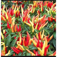 BENIH - CABAI RAWIT SETAN SUPER PEDAS UNGGUL PRODUK LOKAL SNP GARDEN SEED