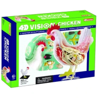 4D MASTER Teaching model of anatomy and medicine of chicken organs free shopping
