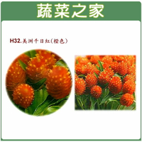 【蔬菜之家】H32.美洲千日紅(橙色，高50~70cm)種子 (共兩種包裝可選)