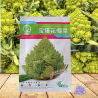 100 BUTIR BENIH BROKOLI ROMANESCO IMPORT