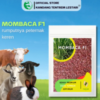 Benih Rumput MOMBACA F1 1000 Biji Premium TANAM SEED Panicum Maximum Pakan Ternak