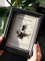 星天牛昆蟲標本天然真蟲裝飾畫高端家具擺件禮盒裝相框展示禮物