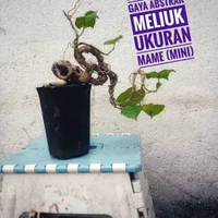 Bonsai Waru Laut Gaya Abstrak Meliuk Ukuran Mini Mame