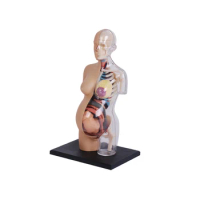 8 inch 4D Vision Half Transparent Pregnancy Torso Human Anatomy Model Medical Internal Organs For Teaching