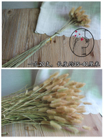 【兔尾巴花束花籃套裝】室內裝飾天然文藝干花束兔尾巴草干草1入