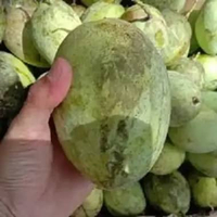 Bibit Tanaman Mangga Cengkir I Mangga Indramayu - Rasa Manis - Okulasi