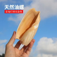 天然貝殼海螺卷貝魚繁殖殼油螺魚缸造景裝飾多肉盆栽花盆創意家居