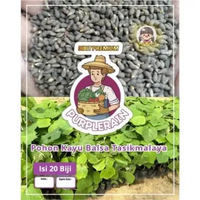 Bibit Premium Pohon Kayu Balsa Tasikmalaya | Biji Benih Pohon Kayu Balsa Tasikmalaya | Pohn Balsa