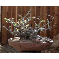 迪恩提福桂花 Fouquieria diguetii 當年採收 種子