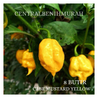 8 BUTIR BENIH TANAMAN CABE MUSTARD YELLOW CAROLINA REAPER