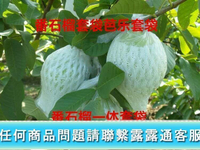 滿500元發貨 水果網套 250套芭樂番石榴套袋水蜜桃水果網套一體套袋防蟲防鳥泡沫網膠袋