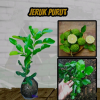 Tanaman Jeruk Purut - Daun Bumbu Masak -jeruk purut hasil okulasi