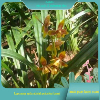 cymbidium ensifolium/anggrek tanah kuning/anggrek tanah cantik (RA&TH)