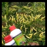 paket hemat pupuk mumer pelebat buah poc nasa dan hormonik /pupuk pelebat bunga dan buah /pupuk orga