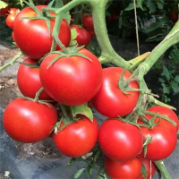 10 BUTIR BENIH TOMAT RED ROBIN Biji