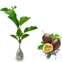 Tanaman buah markisa pohon markisa