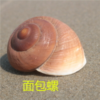 【螺貝藝】天然海螺貝殼面包螺蝸牛螺水族魚缸造景卷貝魚寄居蟹用