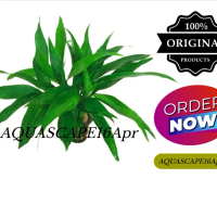 tanaman aquascape hiasan aquarium srirejeki green/bambu hoki pot hitam