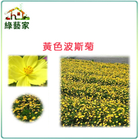 【綠藝家00H07-2】H07.黃色波斯菊種子500克