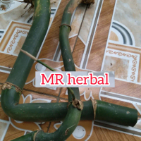 Bibit bambu unik langka ukuran sedang per 1 bibit