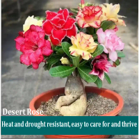 Buy 1 Get 1 Free + Free Fertilizer Rich Flower Desert Rose Seeds Special Arabicum Adenium Live Indoo