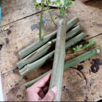 Bibit Kelor Frash Stek Kelor Bibit Kelor Per Batang 1Stik / Batang